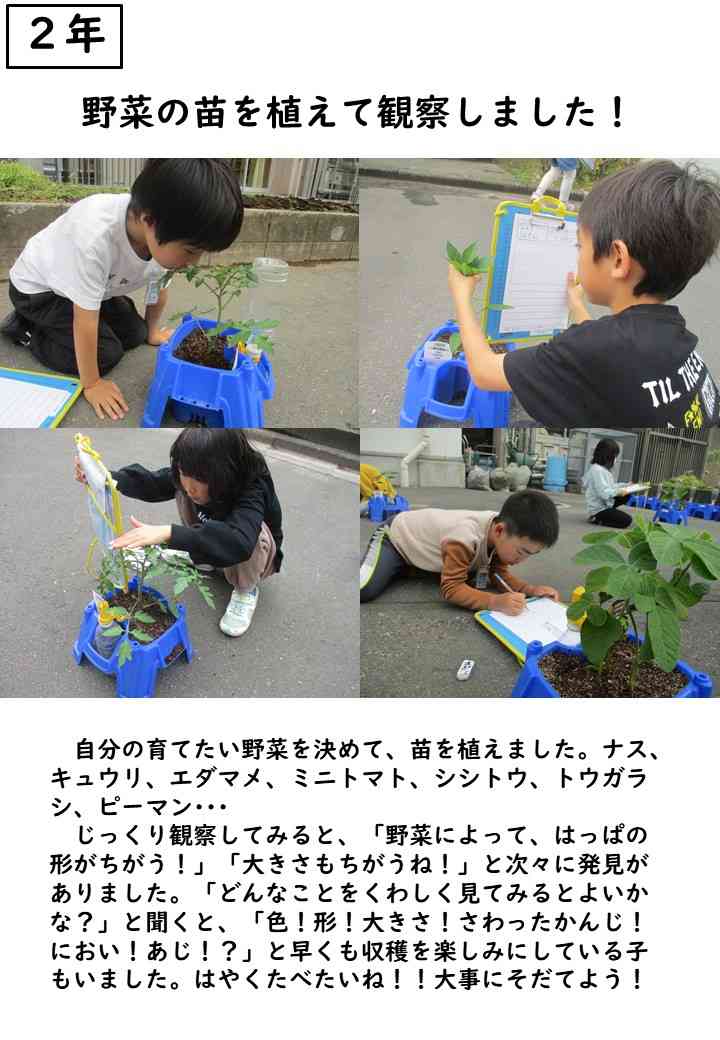 0512野菜苗植え